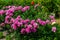 Beautiful shrub of pink Rhododendron flowers