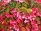 Beautiful shrub with red flowers and green leaves