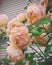 Beautiful shrub of Yellow, pink roses. Vintage photo of pink, yellow roses