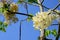 The beautiful of Siam White Cassia flowers