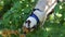 Beautiful Siamese cat climbing a tree