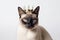 Beautiful Siamese Cat In Gold Crown On White Background. Generative AI
