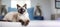 Beautiful Siamese cat is sitting on gray sofa in the room and looking in camera. Generative AI