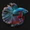 Beautiful Siamese Fighting Betta Fish. Popular fish. Fish keeper\\\'s collection.