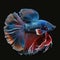 Beautiful Siamese Fighting Betta Fish. Popular fish. Fish keeper\\\'s collection.