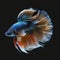 Beautiful Siamese Fighting Betta Fish. Popular fish. Fish keeper\\\'s collection.