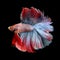 Beautiful siamese fighting fish, betta fish