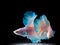 Beautiful siamese fighting fish on black