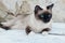 Beautiful Siamese Purebred Cat