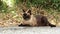 Beautiful siamese stray cat on an asphalt countryside road.