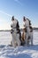 Beautiful Siberian huskies howl raising their muzzles up. Winter Sunny landscape with blue sky and white snow