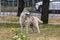 A beautiful Siberian Husky dog has stopped and looks back during a morning walk in a city park.