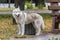 A beautiful Siberian Husky dog has stopped and looks towards the photographer during a morning walk in a city park.