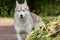 A beautiful Siberian Husky dog has stopped and looks towards the photographer during a morning walk in a city park.