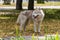 A beautiful Siberian Husky dog has stopped and looks towards the photographer during a morning walk in a city park.