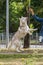 A beautiful Siberian husky dog jumps high up during a morning walk in a city park.