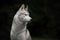 Beautiful Siberian Husky dog like a wolf