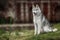 Beautiful Siberian Husky dog like a wolf