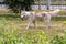 A beautiful Siberian husky dog runs during a morning walk in a city park.