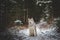 Beautiful siberian husky dog sitting on the snow path in the forest in winter on fir-trees background. Profile portrait