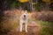 Beautiful Siberian Husky dog standing in the bright enchanting fall forest