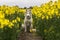 Beautiful siberian husky goes for a walk in the rapeseed field