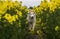 Beautiful siberian husky goes for a walk in the rapeseed field