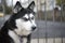 Beautiful Siberian Husky guarding a gate