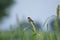 Beautiful Siberian stonechat in fileds