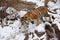 Beautiful Siberian Tiger in the snow