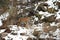 Beautiful Siberian Tiger in the snow