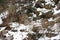 Beautiful Siberian Tiger in the snow