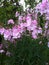Beautiful Sidalcea Plant in a Lancashire Garden