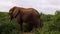 Beautiful side view of big elephant searching food. Animal standing in green vegetation. Safari park, South Africa