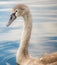 Beautiful signet swan on a lake