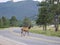 Beautiful Sika Deer Rocky crossing the road at Mountain National