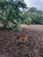 Beautiful sika deer in zoo.