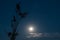 A beautiful silent full moon night sky near a reed silhouette