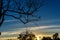 Beautiful silhouette leafless tree and sunset sky  blue and yellow backlight