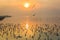 Beautiful silhouette seagulls flying with sunrise background