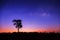 Beautiful Silhouette of Tree and Milky Way