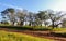 Beautiful silk floss trees at Juan Domingo Peron Park Paso de los libres, Argentina