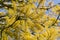 Beautiful silk oak tree with yellow flowers