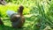 A beautiful silkie silky chicken on a grass background. Fancy Silkie hen in farm.