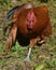 Beautiful Silky Brown Free Range Rooster with Wing Partially Extended