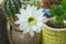 Beautiful silky White tender Echinopsis Lobivia cactus flower