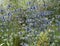 Beautiful silver blue eryngium thistle type flowers in flowerbed