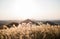 Beautiful Silver Grass or miscanthus sinensis of a Jeju island at Korea autumn