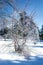 Beautiful silver ice glazed tree after snowstorm rain