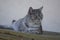 Beautiful silver marble lady cat relaxing oudoors, single posing animal, boring face